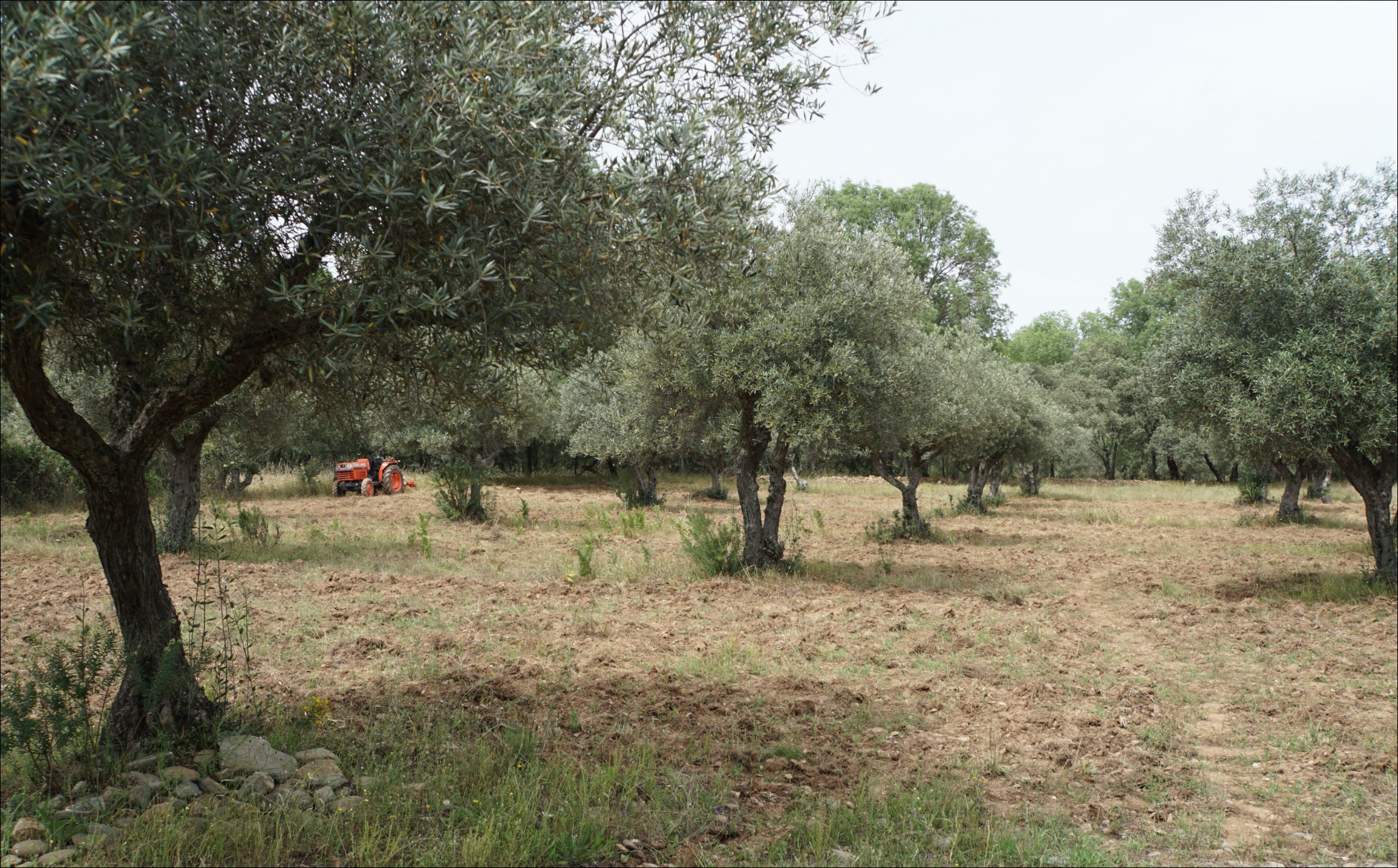 You are currently viewing 5. First fields of the herb farm