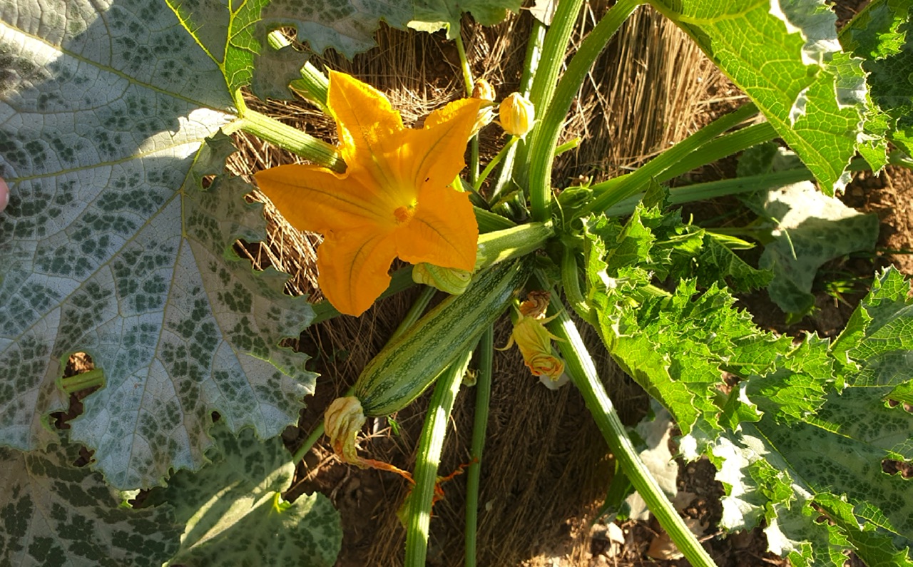 Lees meer over het artikel 9. Kruiden boerderij, moestuin en ruïne